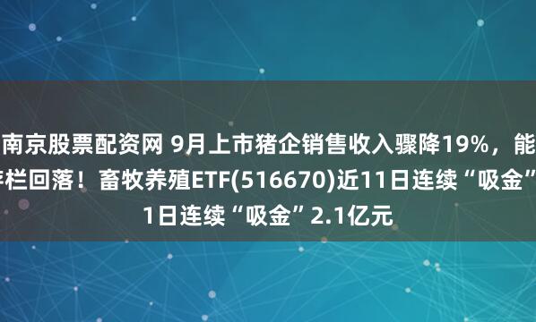 南京股票配资网 9月上市猪企销售收入骤降19%，能繁母猪存栏回落！畜牧养殖ETF(516670)近11日连续“吸金”2.1亿元